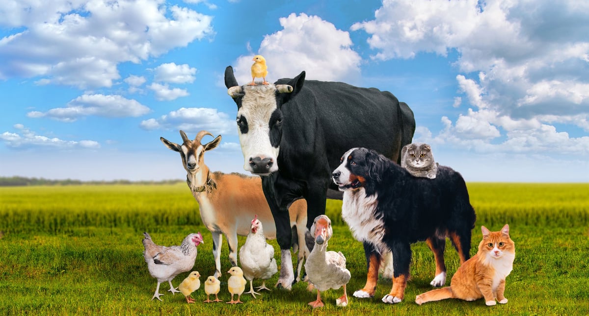 Farm animals together on green pasture