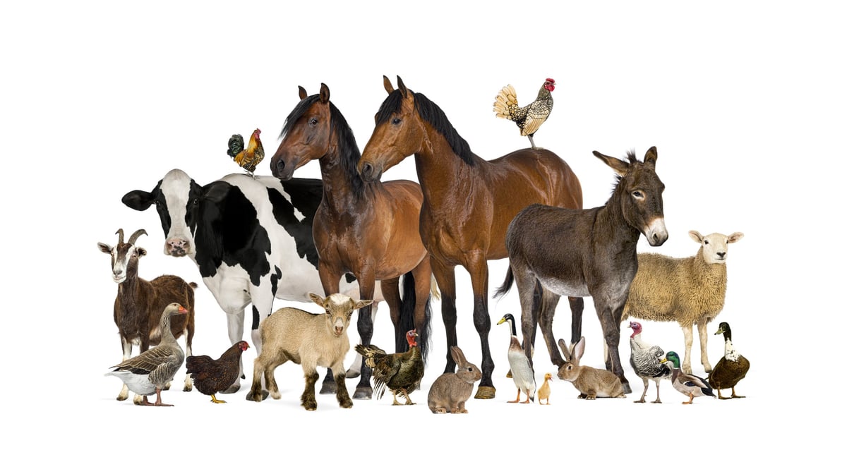Horses, donkeys and cattle together on the farm