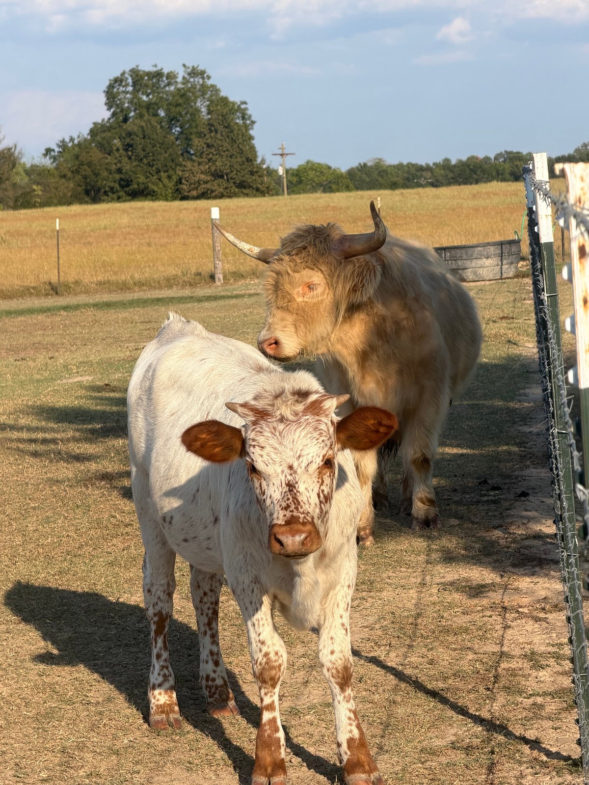 Brown cow sniffing white and brown calf in pasture with fence and harvested field background