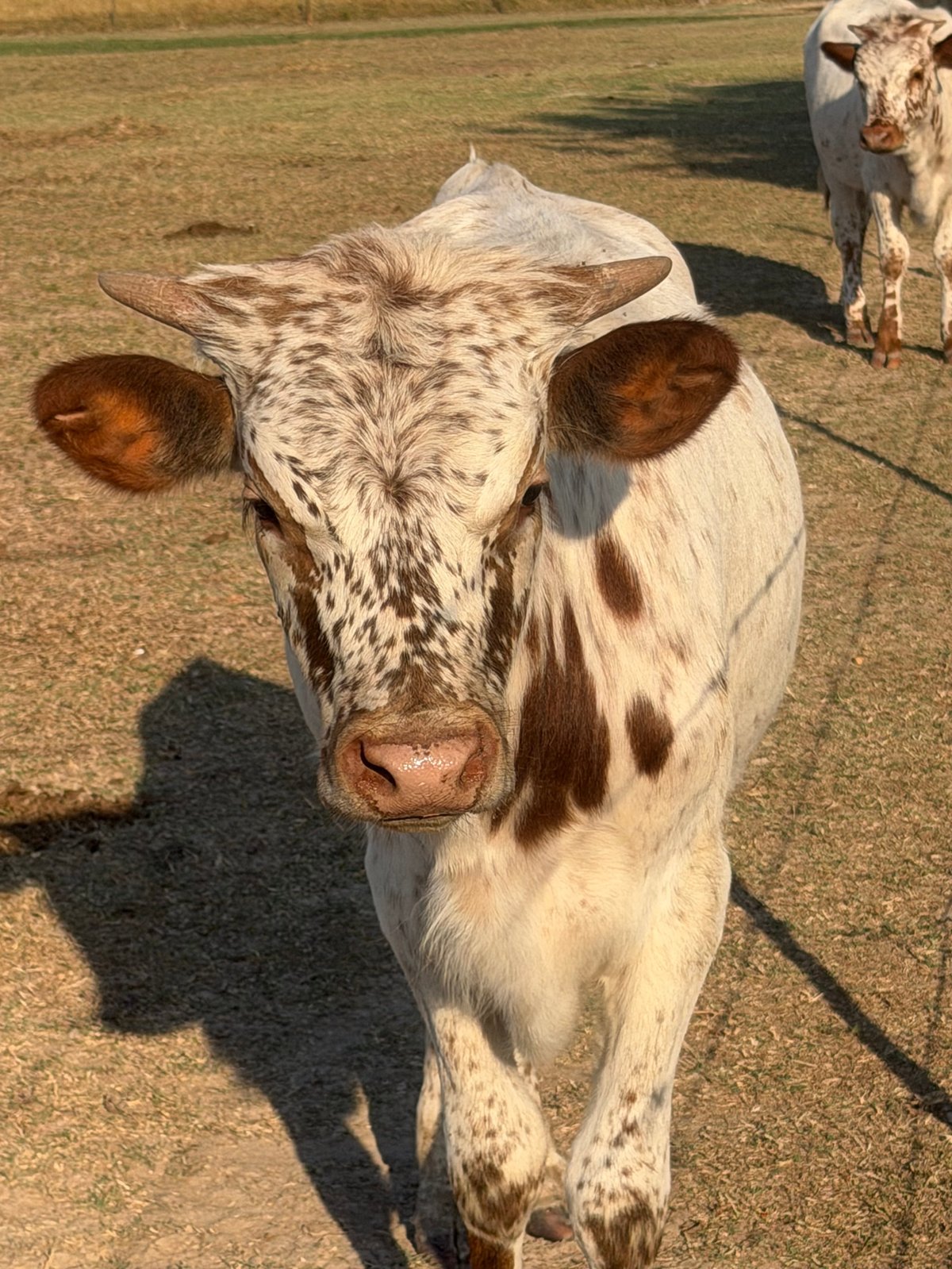 A white and brown spotted cow with brown ears standing in a pasture, facing the camera with a rope halter