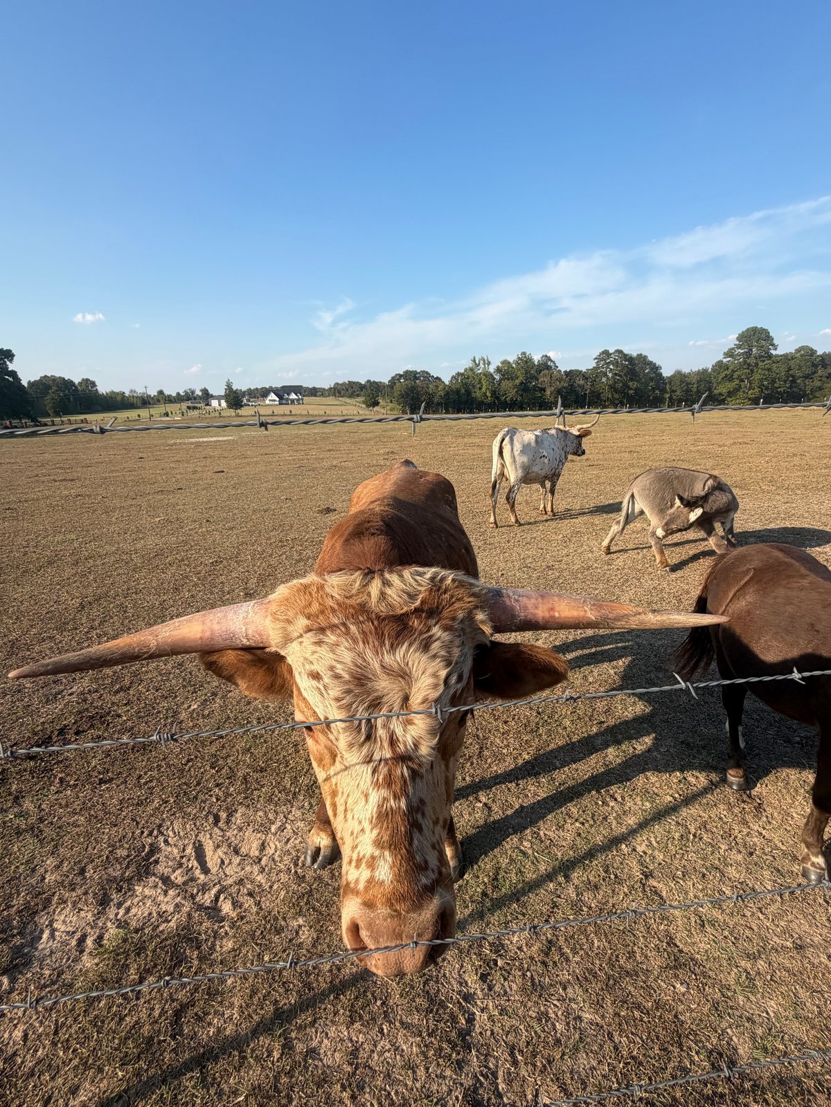 Brown and white cow stretching against a fence in a dry pasture with other cattle and farm buildings visible in the background